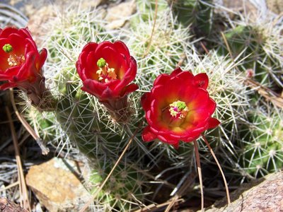 Catus Red.jpg