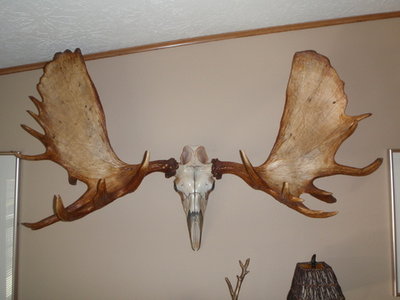 iYukon moose.jpg