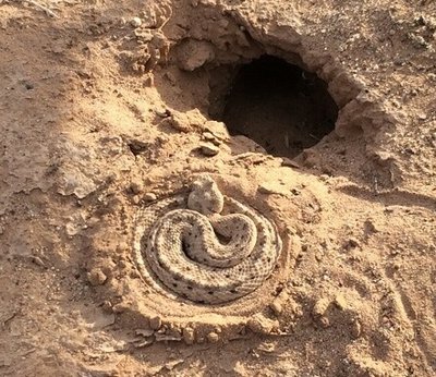 Horned Sidewinder.JPG
